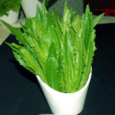 有机油麦菜