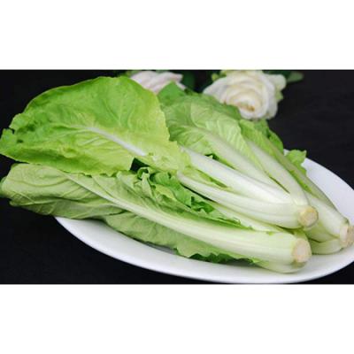 有机小白菜
