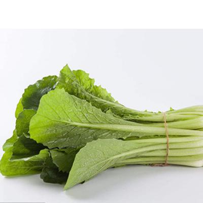 有机小白菜