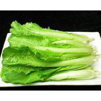 有机小白菜