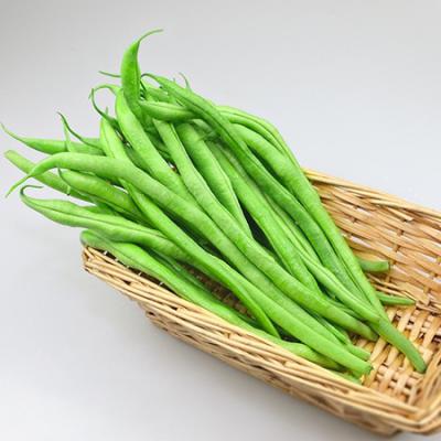 有机四季豆