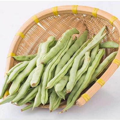 有机四季豆