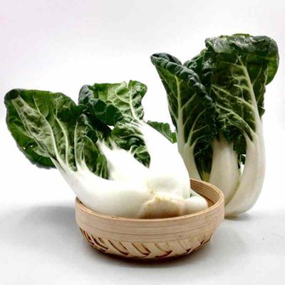 奶白菜