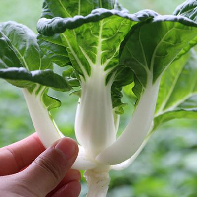 奶白菜