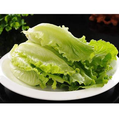 有机生菜