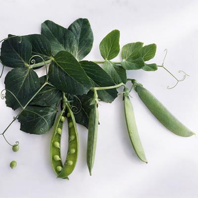 豌豆荚