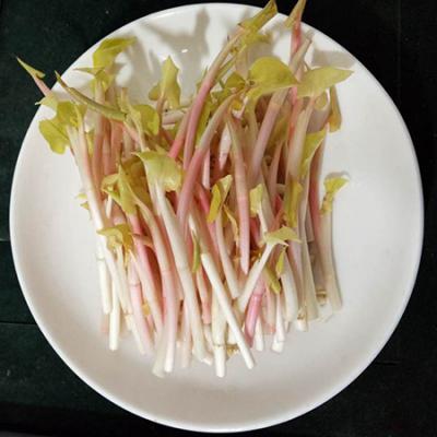 野生 折耳根