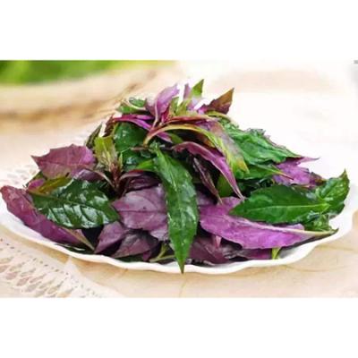 紫背菜