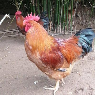  土鸡
