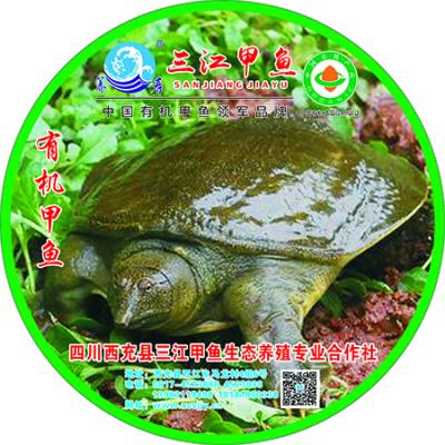 三江甲鱼