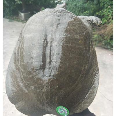 三江甲鱼