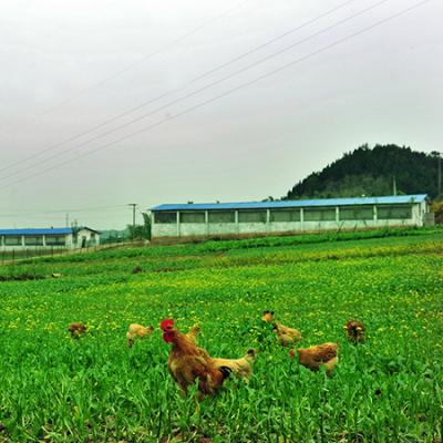 香葵鸡